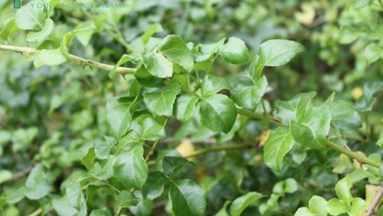 Cây Ngũ gia hương. Acanthopanax trifoliatus - Cây Thuốc Nam Quanh Ta
